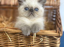 STUNNING MALE EXOTIC KITTEN
