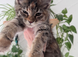 Female Maine Coon.