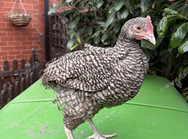 Handsome Purebred Cuckoo Marans Cockerel - Dark Egg Genetics