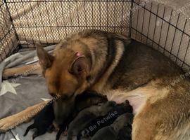 German Shepherd Puppies for sale
