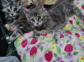 Maine Coon kittens CF81