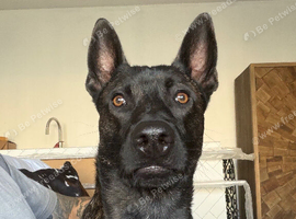 Dutch shepherd stud
