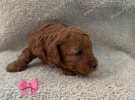 Deep red toy poodles