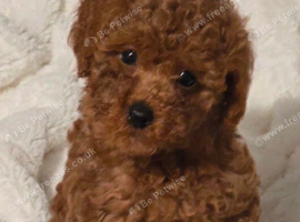 Last girl Asian poodle puppy ready now