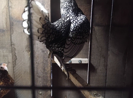 Silver sebright cock