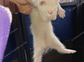 Kits