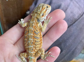 Healthy Baby dragons