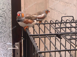 male finches healthy