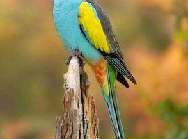 Australian Hooded Parrots
