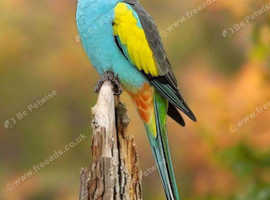 Australian Hooded Parrot - Parakeet