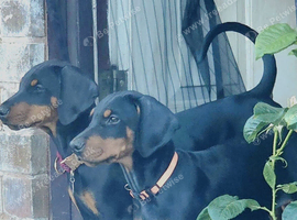 KC reg Dobermann puppy (READY)