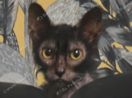 2 year old lykoi girl
