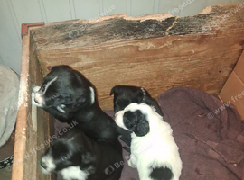4 sprollie pups