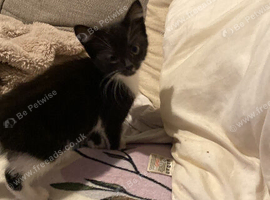 Kittens