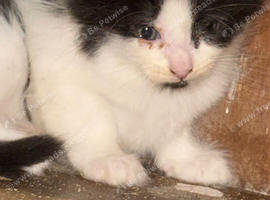 9 week old kittens