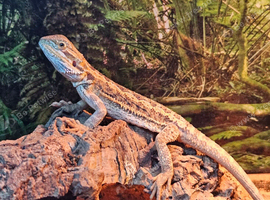 Baby Bearded Dragon