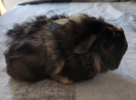 Guinea pig