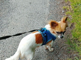long haired chihuahua female