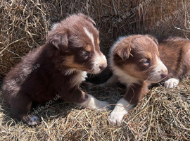Tri coloured puppies Collie puppies