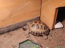 Male tortoise