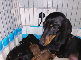Dutch hound puppies