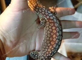 Female ackie for sale