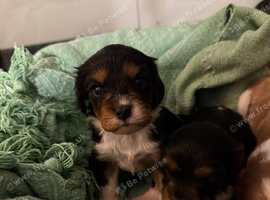 King Charles puppies
