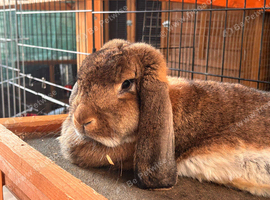 French lop