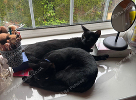Looking too rehome my 2 beautiful cats