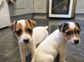 Stunning jackrussell pups