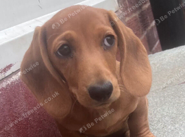 Miniature Dachshund Boy