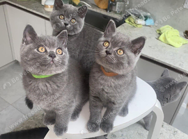 British Shorthair Kitten