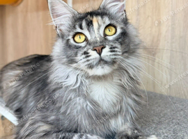Tica registered Maine coon girl looking for new home