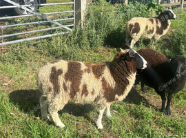 Two horn jacob lambs