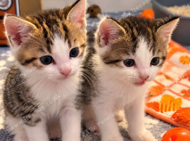 Kittens