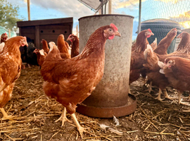 Guaranteed female hybrids