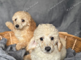 Beautiful Cream and white Toy Poodle 8 week old puppies. Ready to leave