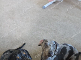 Beautiful dapple girl for sale