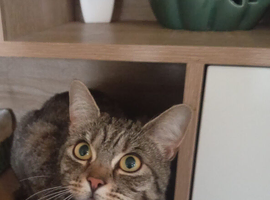 Beautiful cat looking for a new home.