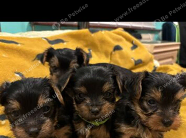 4 Minature Yorkshire terrier puppies