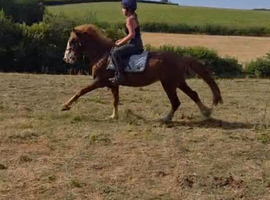 Cwmhir Aristrocrat, kind,4yr old section C gelding
