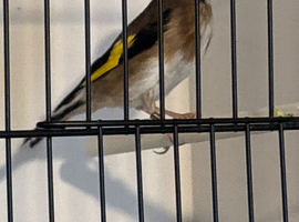 Goldfinch cock bird 2025