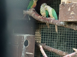 Conures