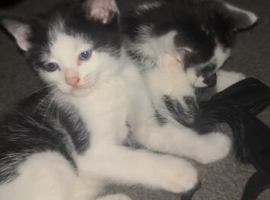 4 lovely kittens