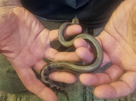 Stunning baby boas