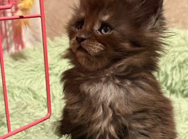 GCCF MAINE COON KITTENS