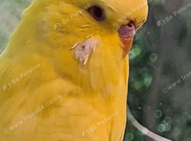 Exhibition Budgie
