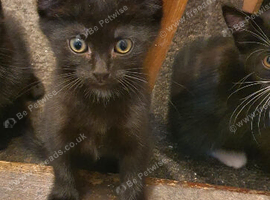 kittens for sale