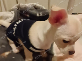 chihuahua puppy REDUCED PRICE