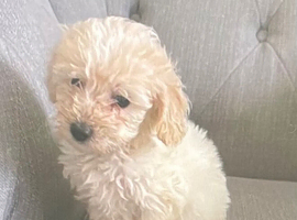 Female toy poodle